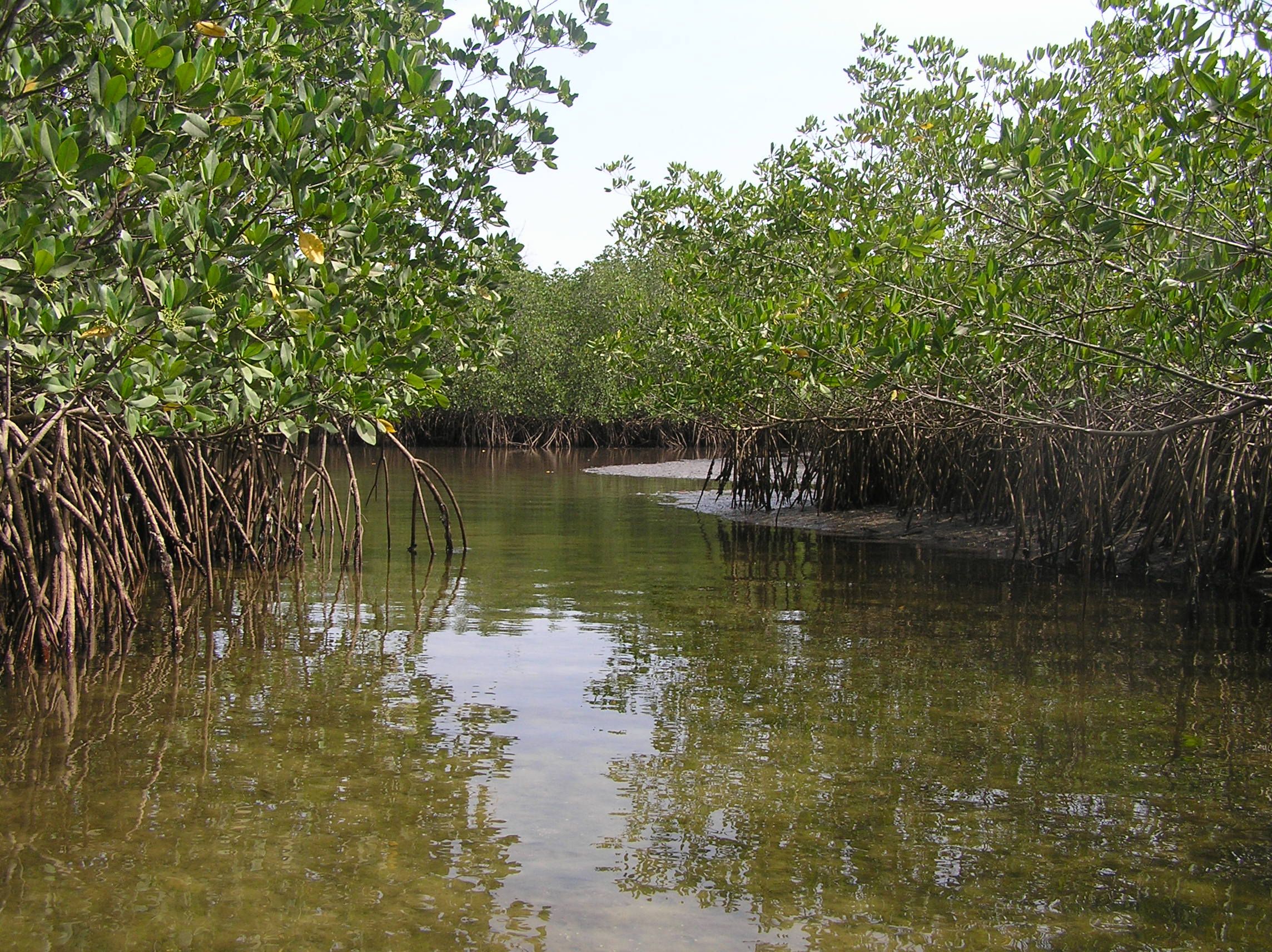 what-are-wetlands-wetlands-international-europe