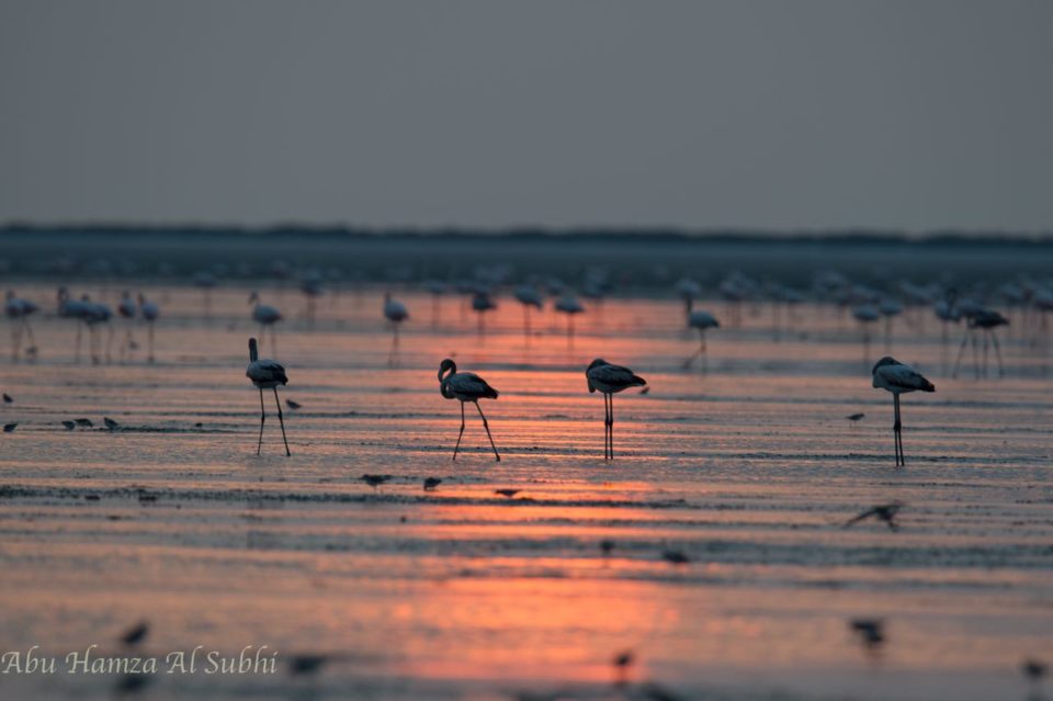 Greater Flamingos gracing the sunset at Barr Al Hikman, Oman