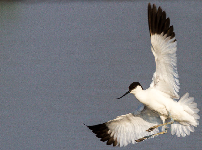 Avocet, a migratory waterbird found across Asia, Europe, and Africa