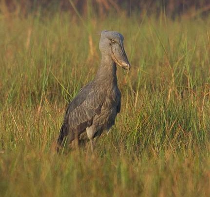 Shoebill1 cropped