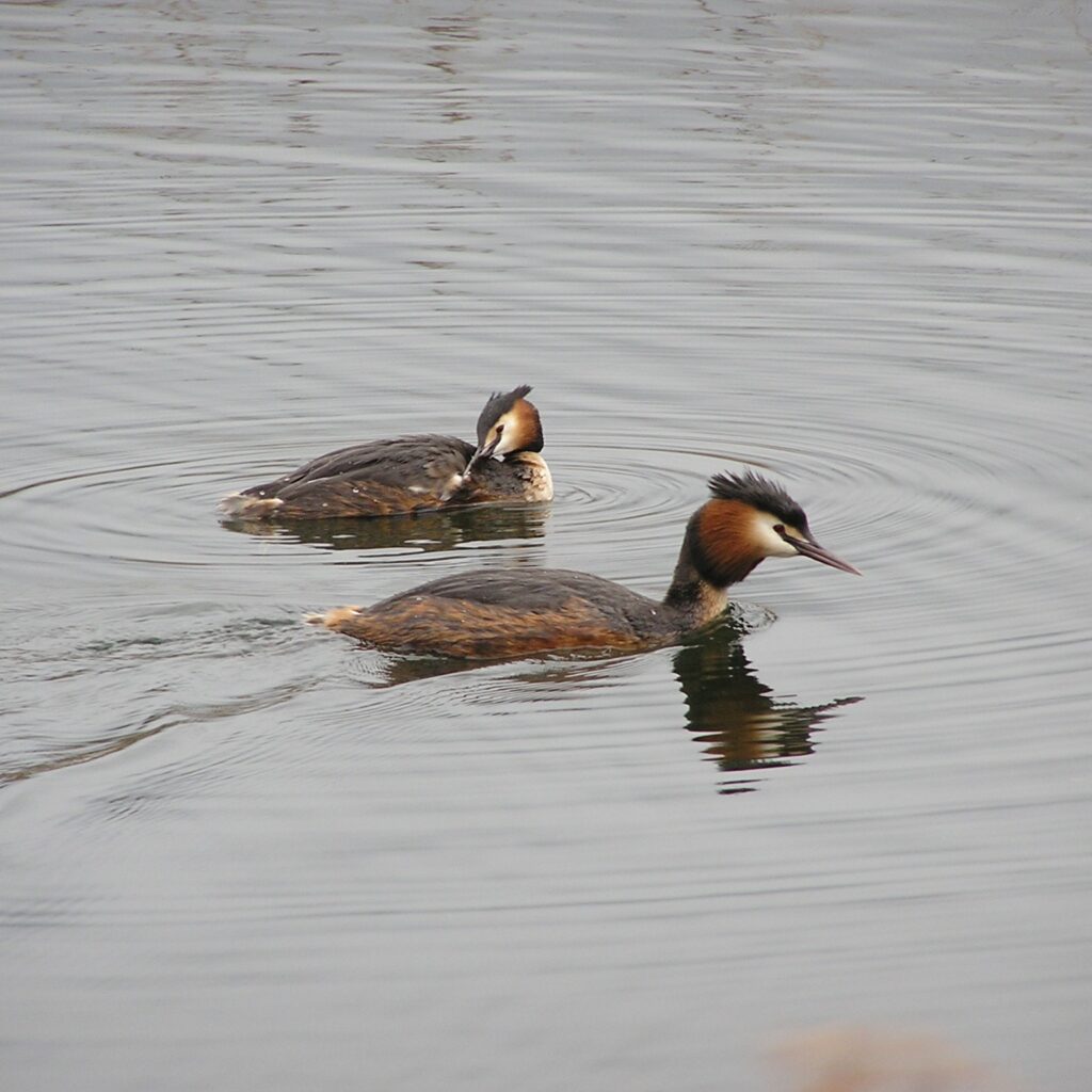 Wetland Biodiversity - Wetlands International Europe