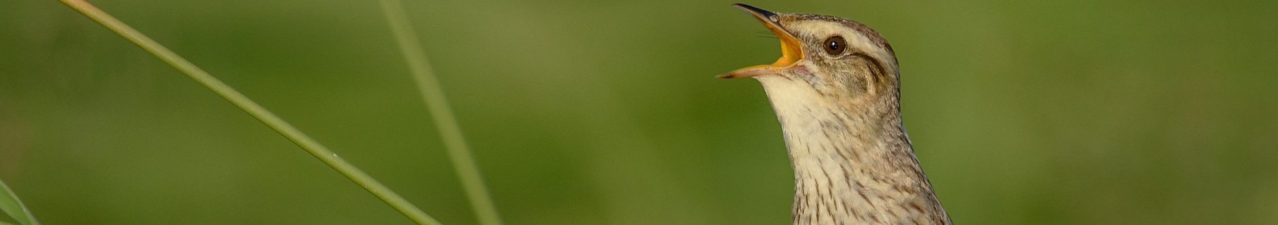 Awom Vacancy open for our new Project Manager, LIFE AWOM - Wetlands ...