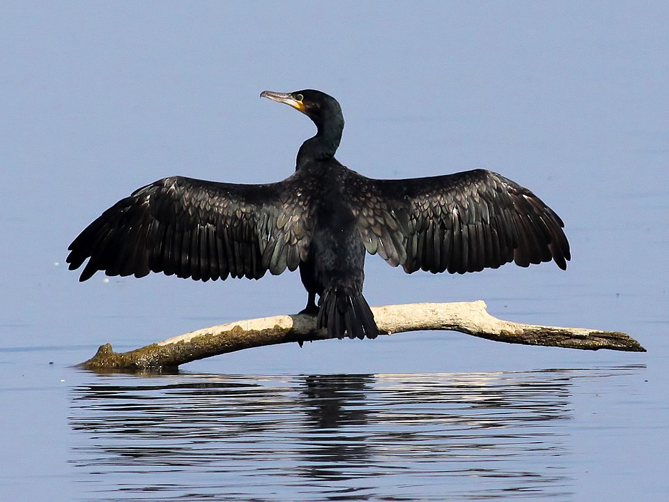 Great Cormorant